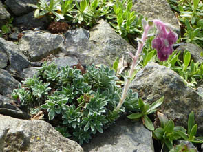 Saxifraga stribrnyi var stribrnyi